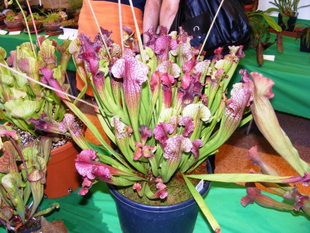 Sarracenia Ibrido