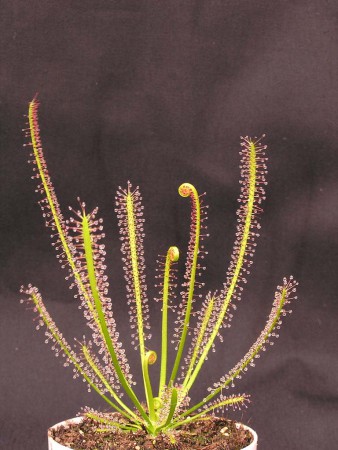 Drosera"Filiformis"