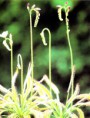 /album/galleria-fotografica/drosera-capensis-jpg1/