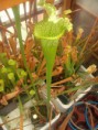 /album/galleria-fotografica/o-leucophylla-green-jpg/