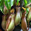 /album/galleria-fotografica/nepenthes-alata-jpg1/
